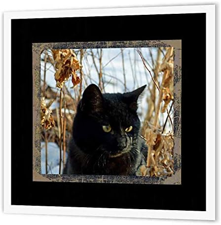 3dRose ht_180845_3 Красива Черна котка със златни очи в градината през зимата Гали по Теплопередаче за бял материал с размери 10 на 10 сантиметра